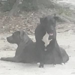 Meet your Posher, Duke thor tattze